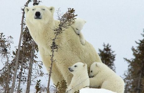 组图:朗伊尔 北极熊出没的挪威小镇(3)