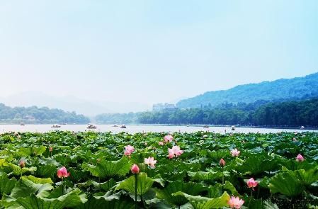 浙江夏季观赏荷花好去处--杭州西湖