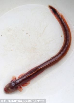 太湖发现罕见紫鳗虾虎鱼 形似科幻异形生物(图