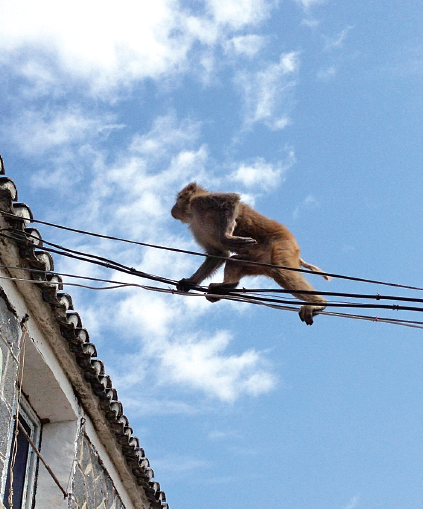 温州洞头岛现猕猴 蹿屋顶爬电线如履平地(图)