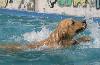 狗刨式不算真的会游泳