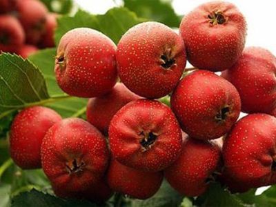 山楂抗癌控血糖 营养师秋季必吃的5种水果